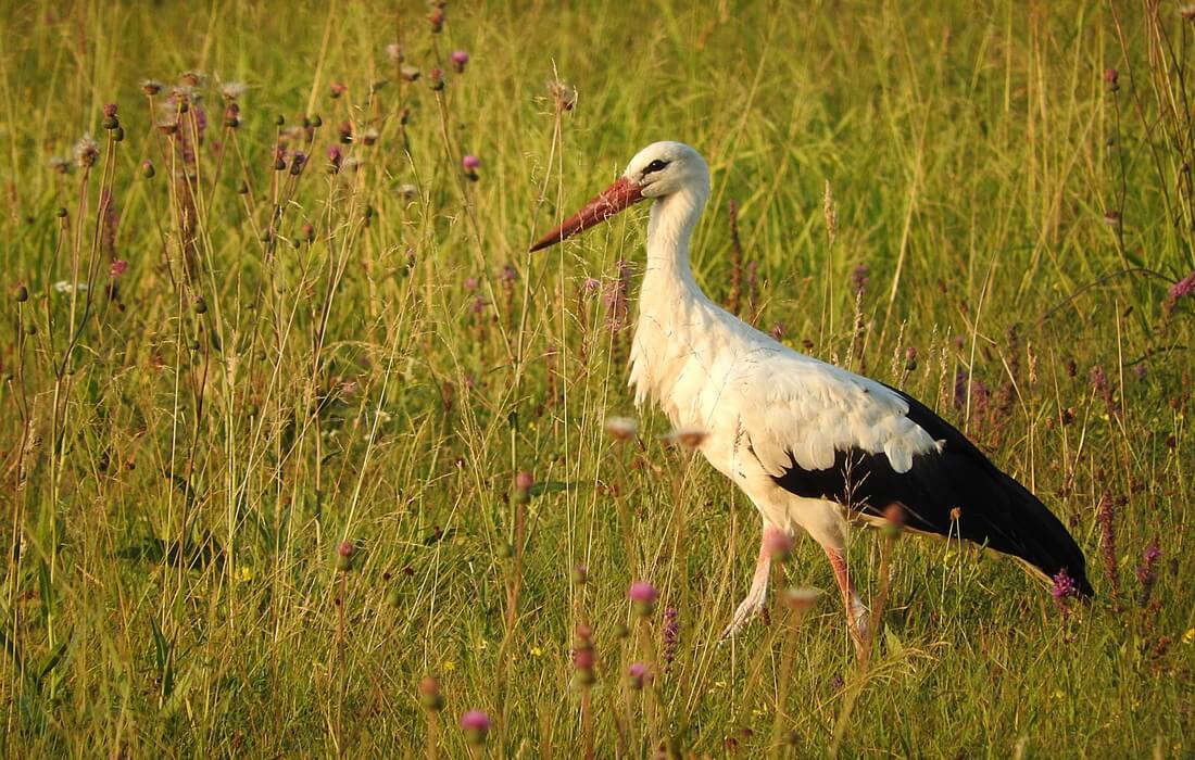 White stork - frequent guest in Baranja, North-East Croatia